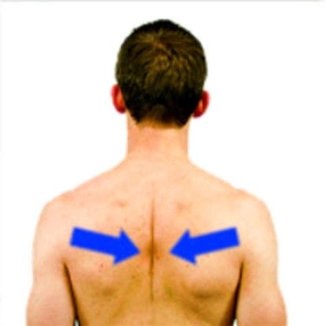 Scapular retraction and shoulder retraction exercises should be done slowly, and in a focused, deliberate manner. Do not rush through the YTW exercises, take your time with them. At the end range of the movement, squeeze your shoulder blades together, for a better contraction of your shoulder blade muscles. Repetition of these exercises on a ...